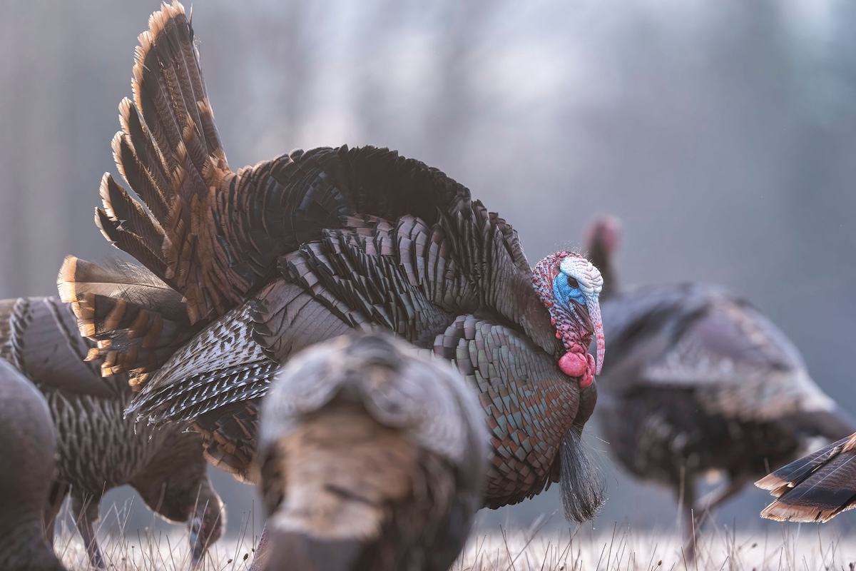 Backcountry Turkey Hunting