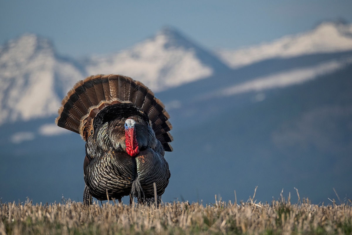 Backcountry Turkey Hunting
