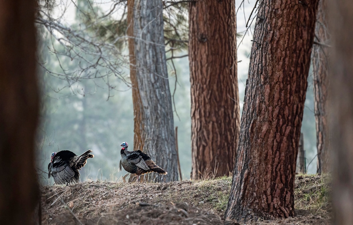 Backcountry Turkey Hunting