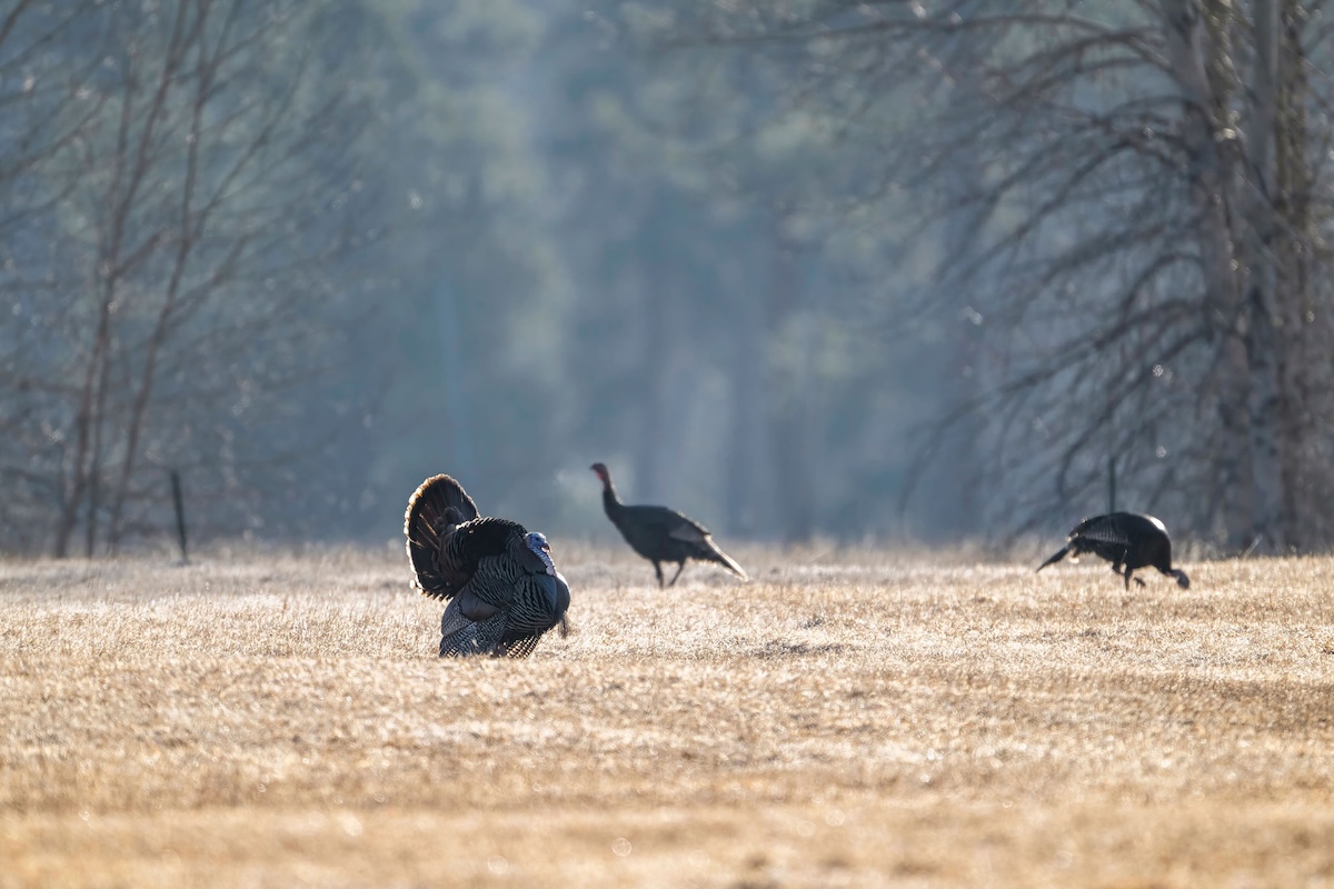 Backcountry Turkey Hunting