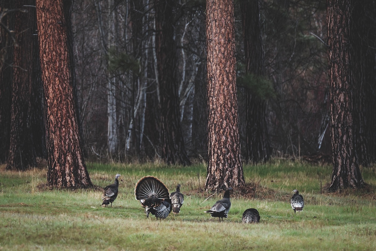 Backcountry Turkey Hunting