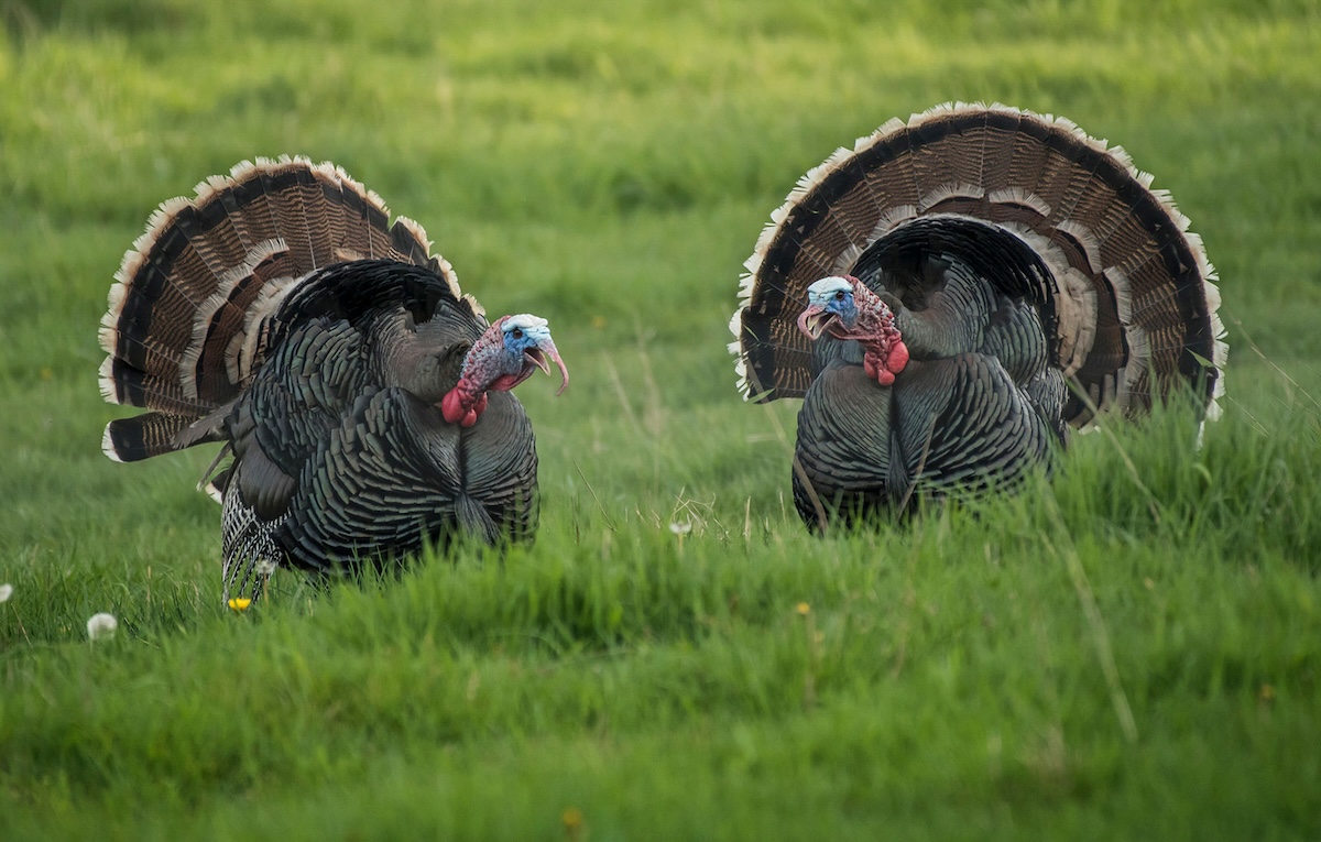 How to Hunt Western Turkeys