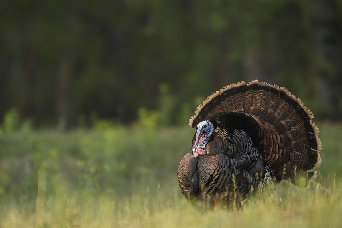 How to Hunt Western Turkeys