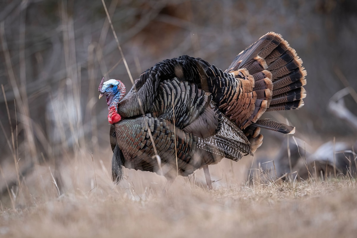 Surprising Facts About Wild Turkeys - HuntStand