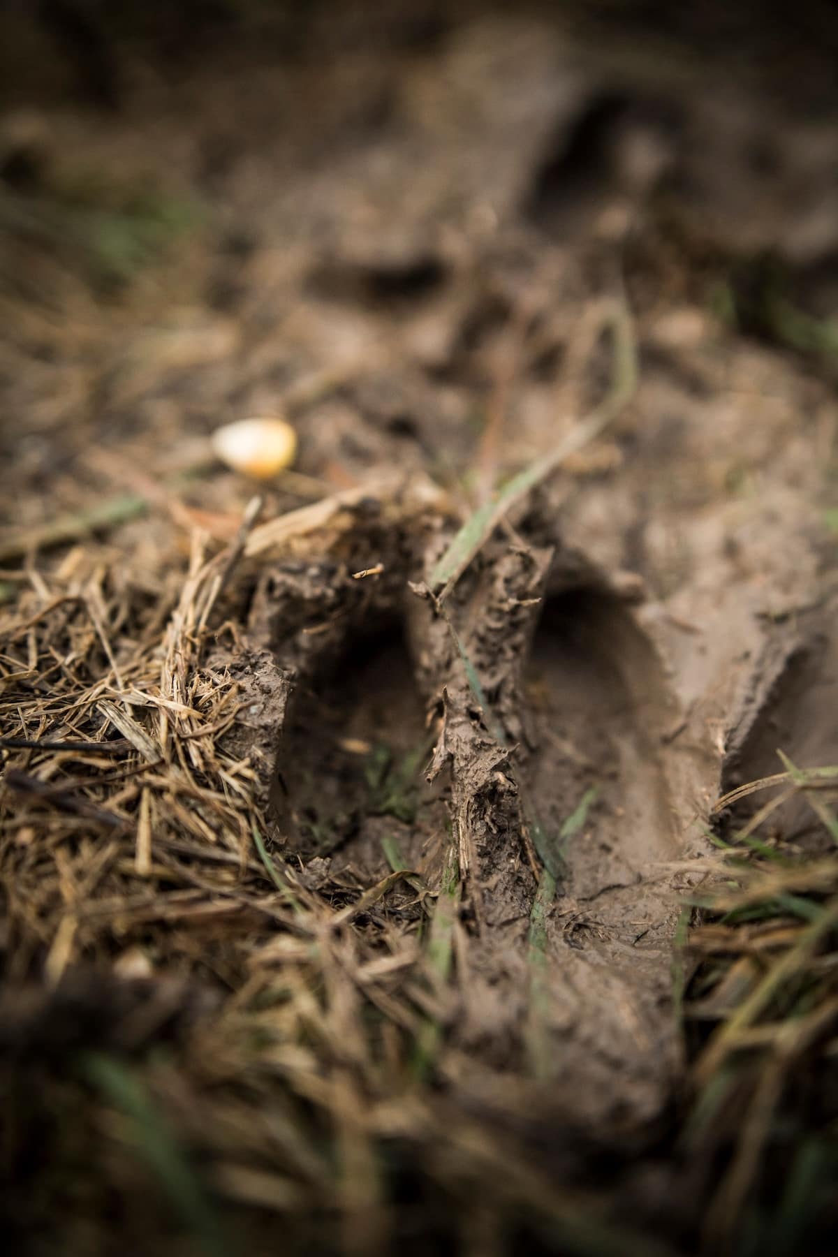 22 Next-Level HuntStand Tips for Advanced Deer Hunters