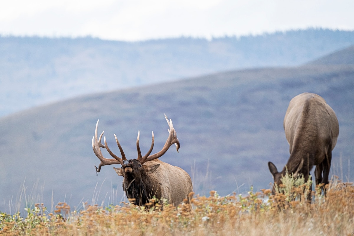 Plan for Public-Land Elk Hunting
