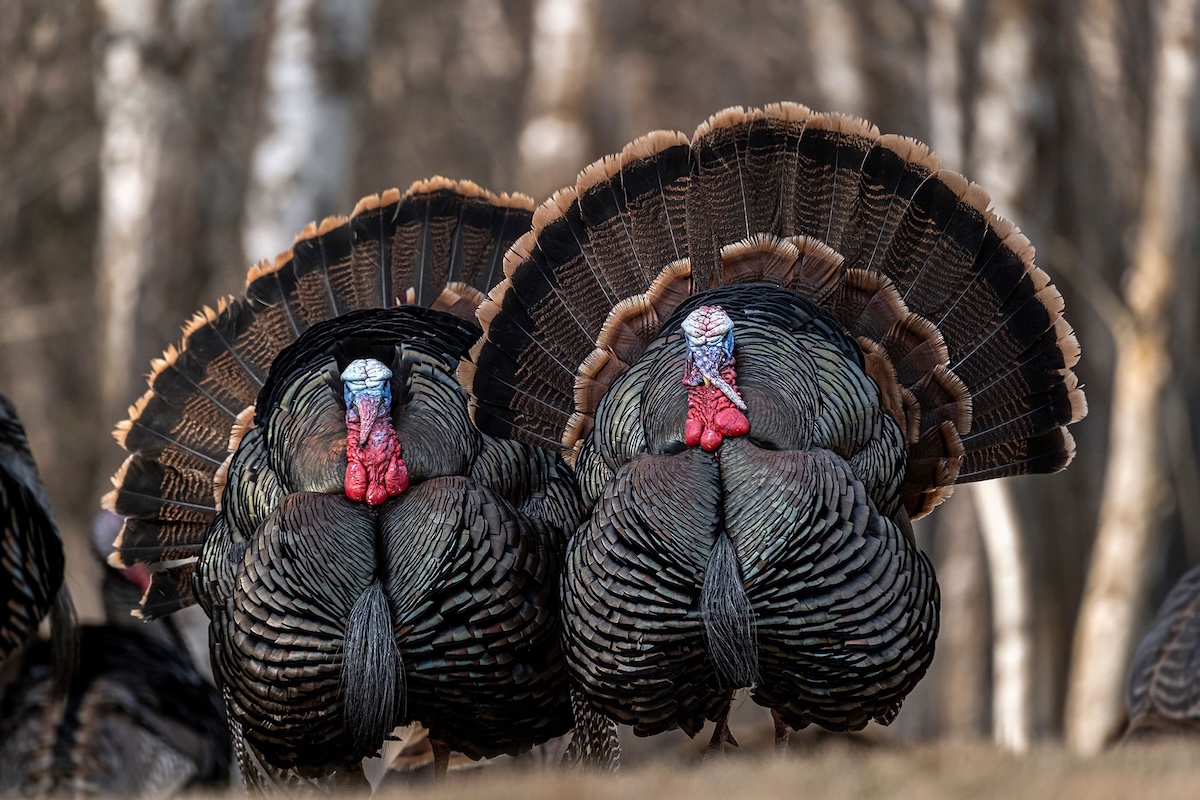 How to Hunt Southern Turkeys
