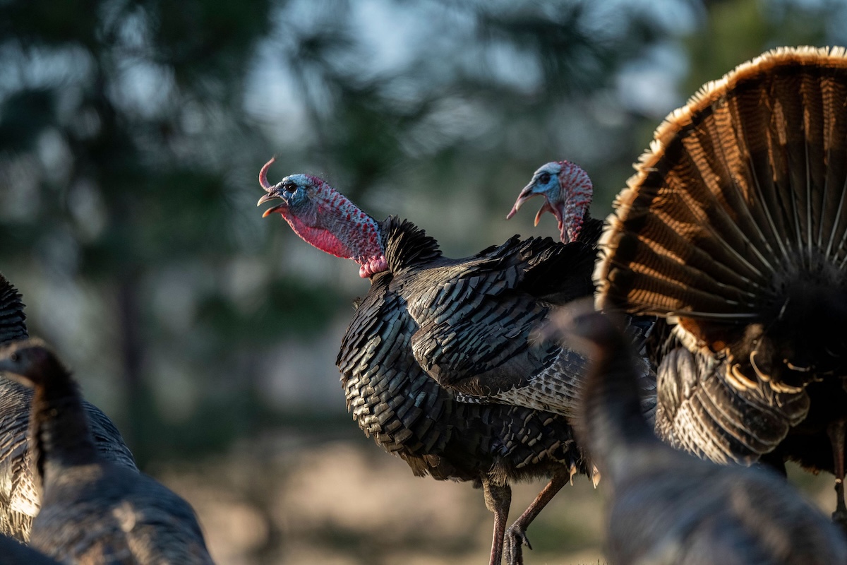 How to Hunt Southern Turkeys