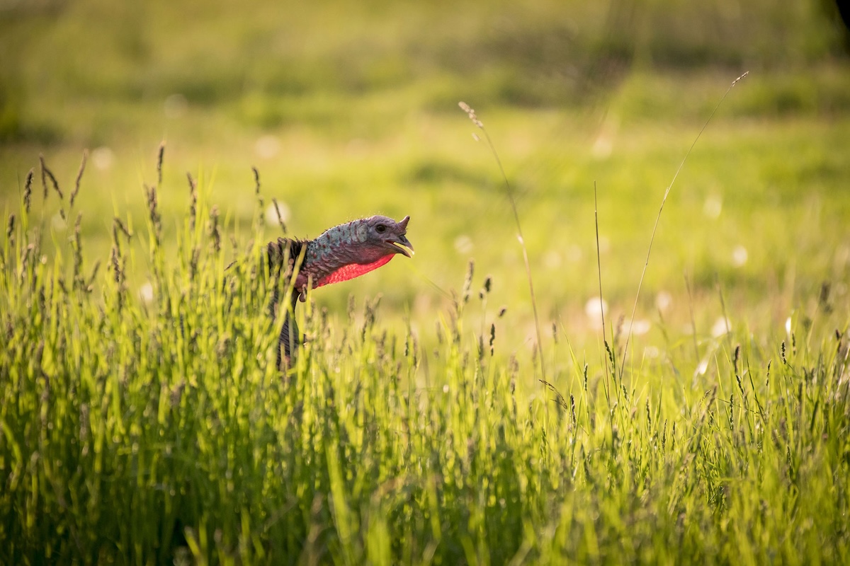 How to Hunt Southern Turkeys