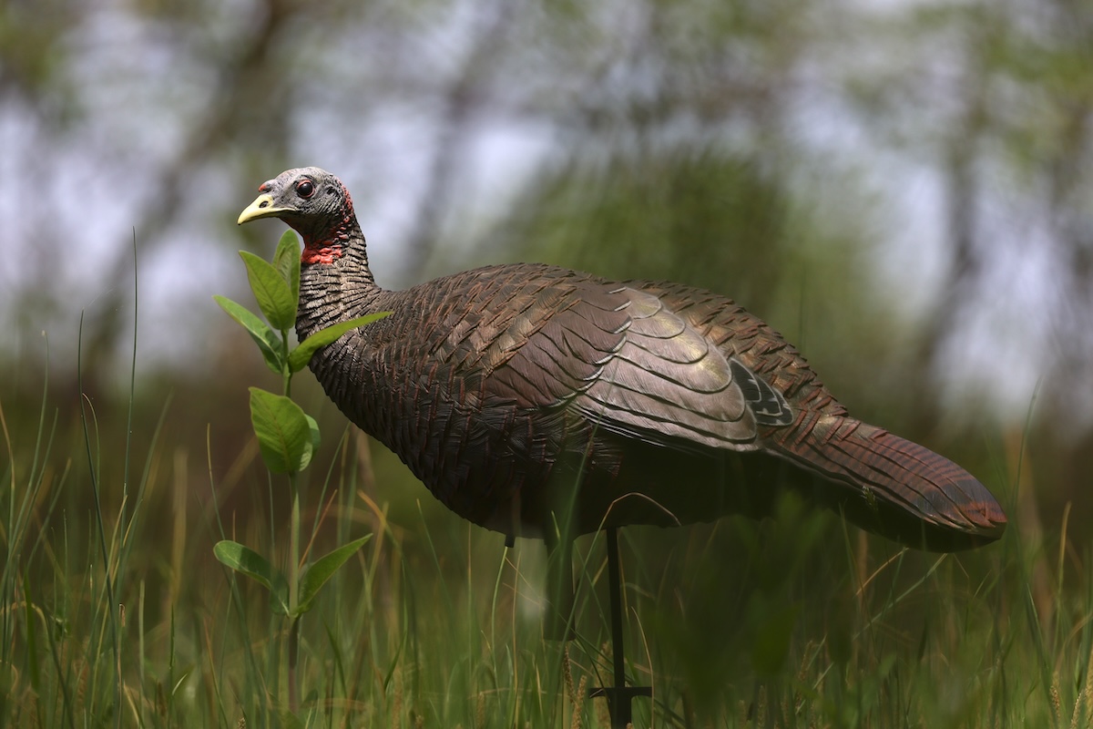 How to Hunt Southern Turkeys