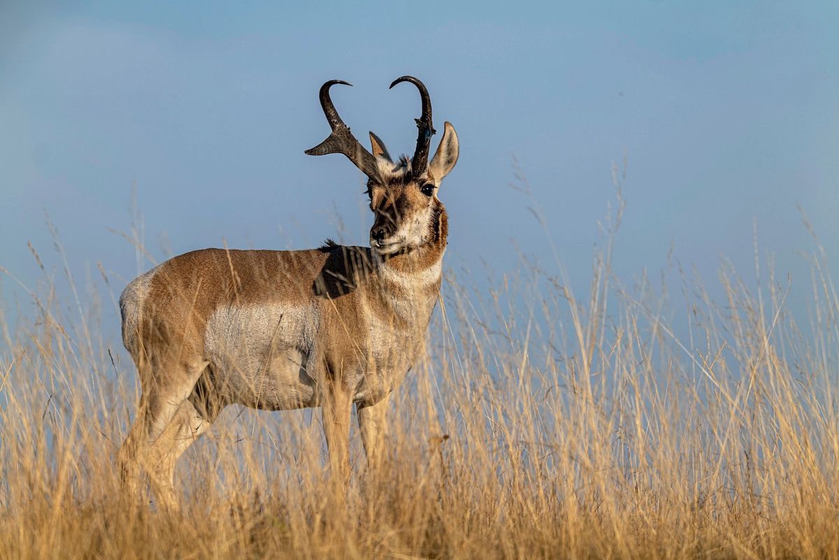 Bowhunting Pronghorn 2