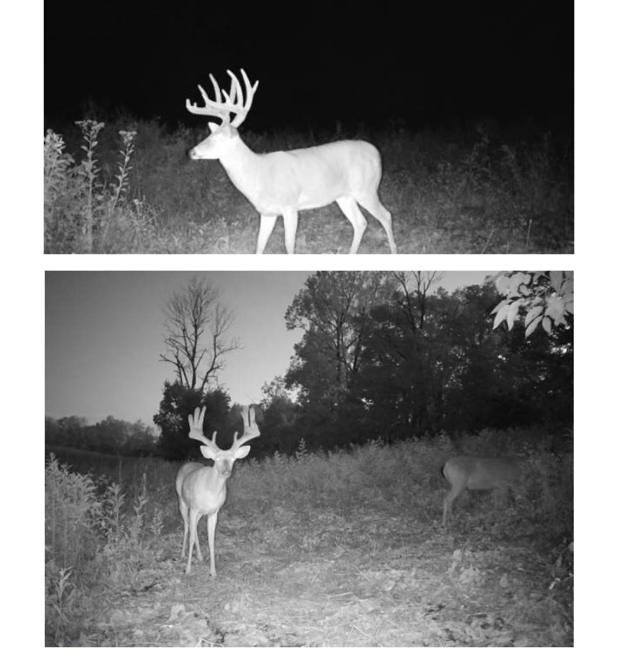 Massive Velvet 12-Pointer