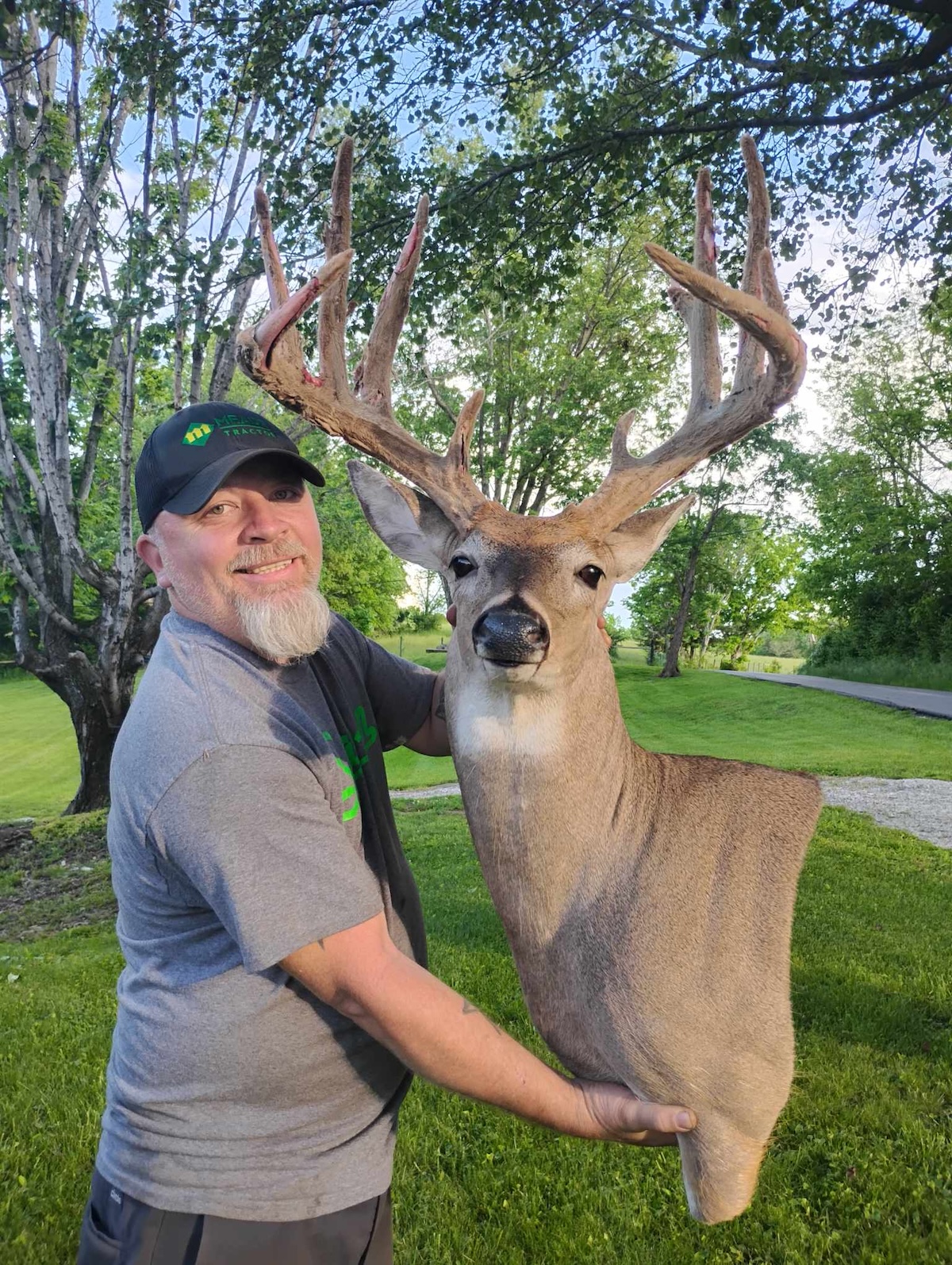Massive Velvet 12-Pointer