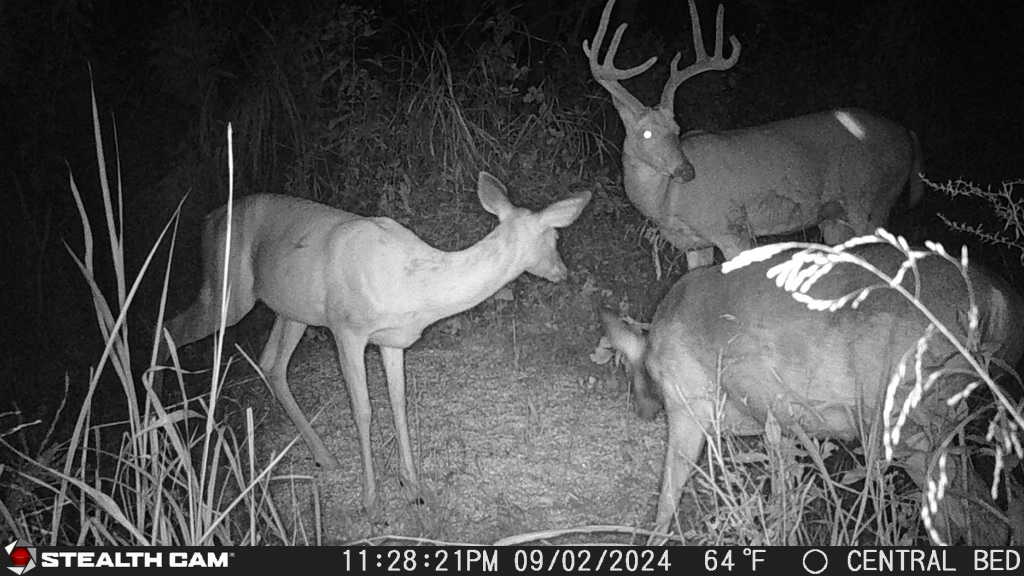 Pre-Season Deer Hunting Tasks