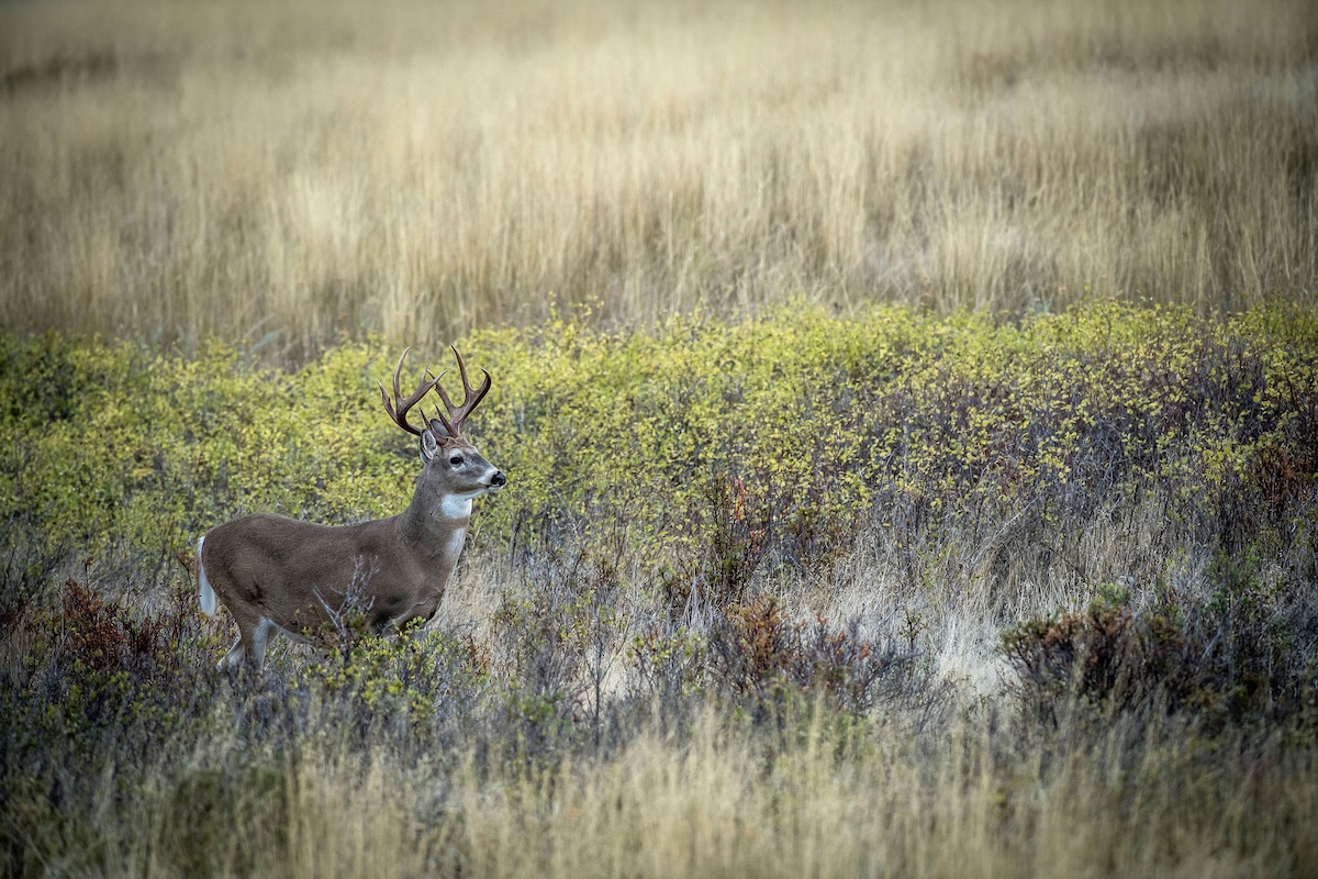 Pre-Season Deer Hunting Tasks