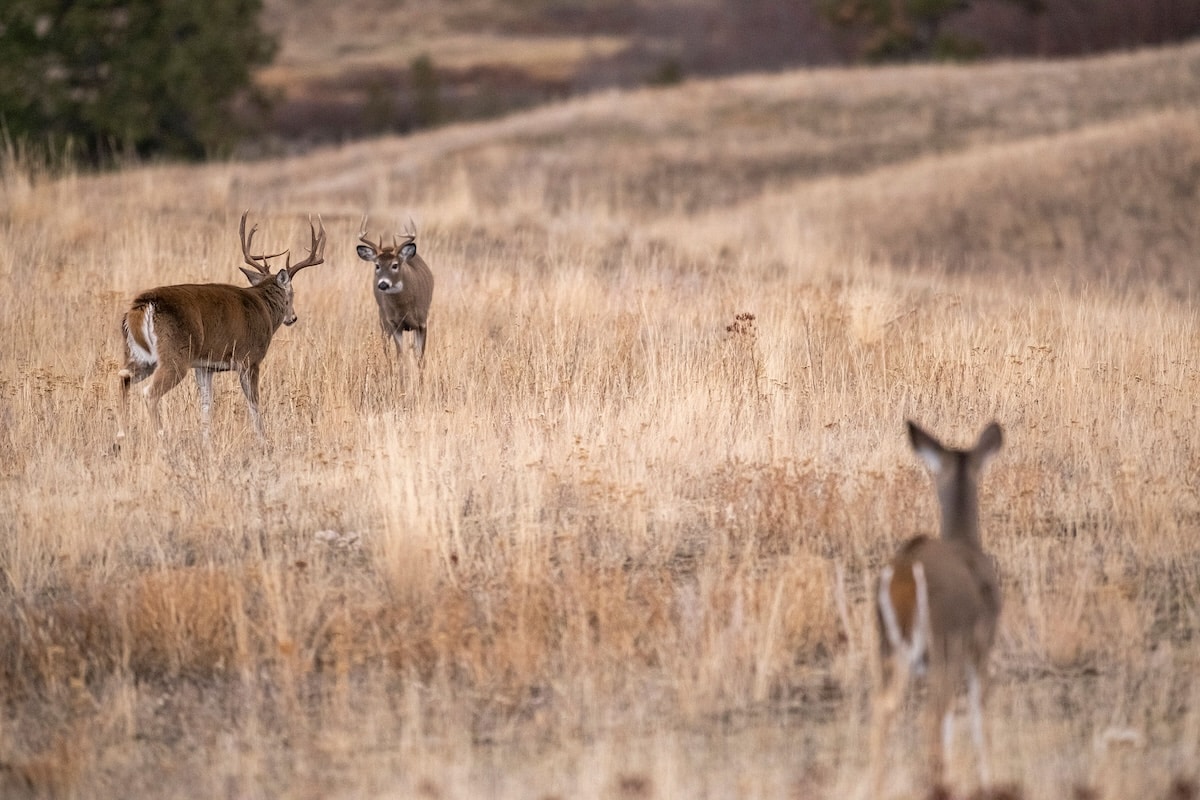 How to Plan a Killer Multi-State Deer Hunt