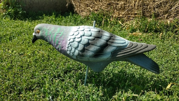 Pigeon Patrol
