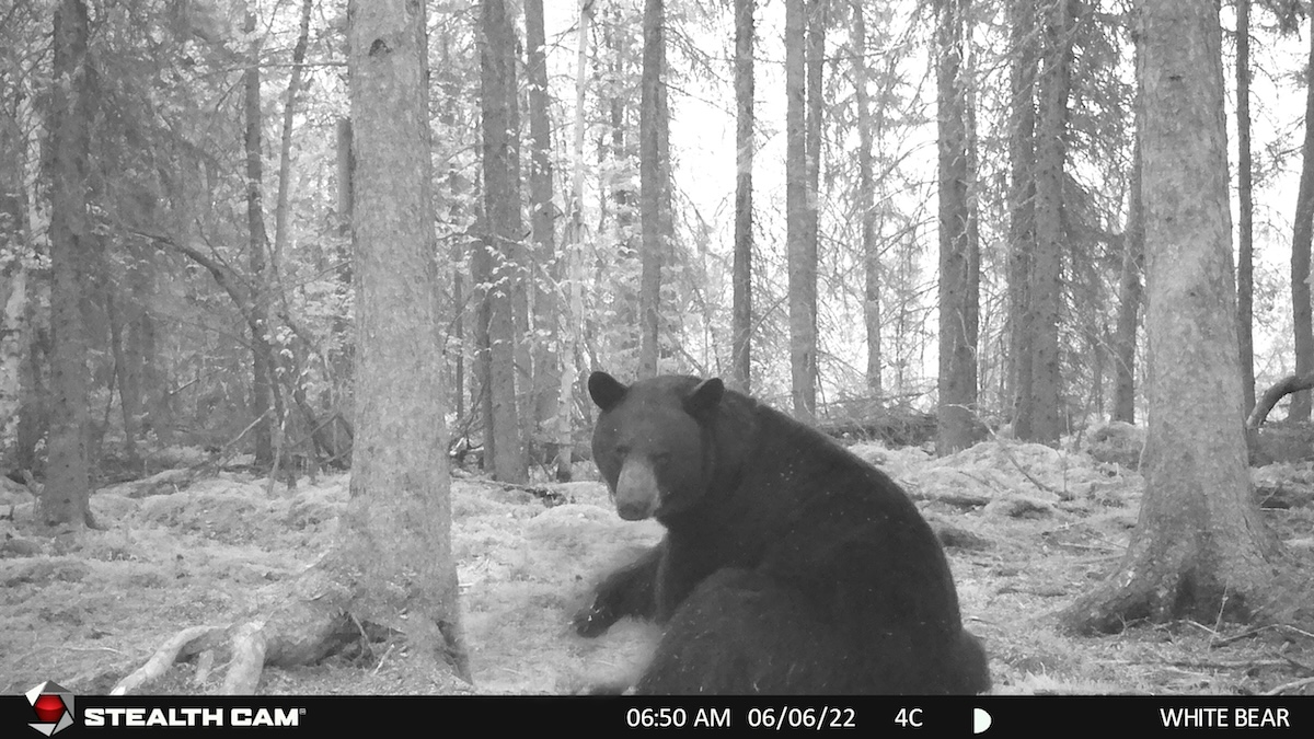 Spot Stalk Spring Black Bears 2