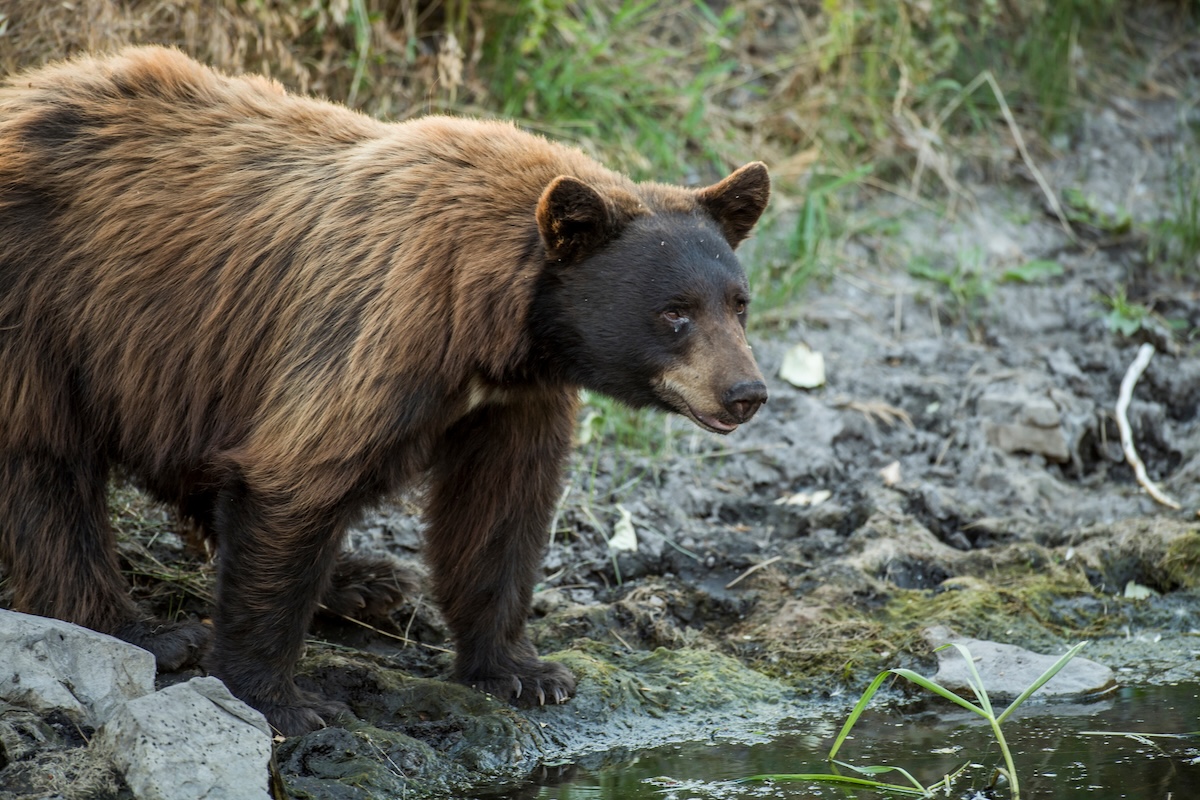 Spot Stalk Spring Black Bears 3