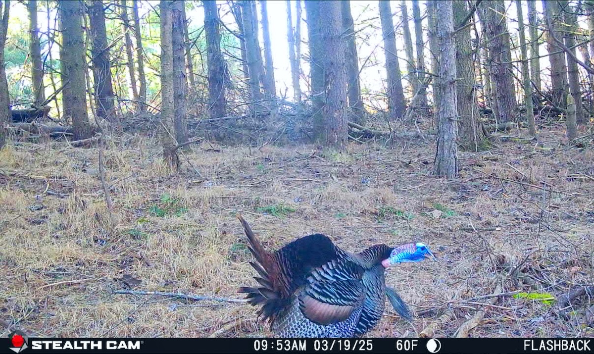 15 Ways to Use Live View with Cell Cams - HuntStand