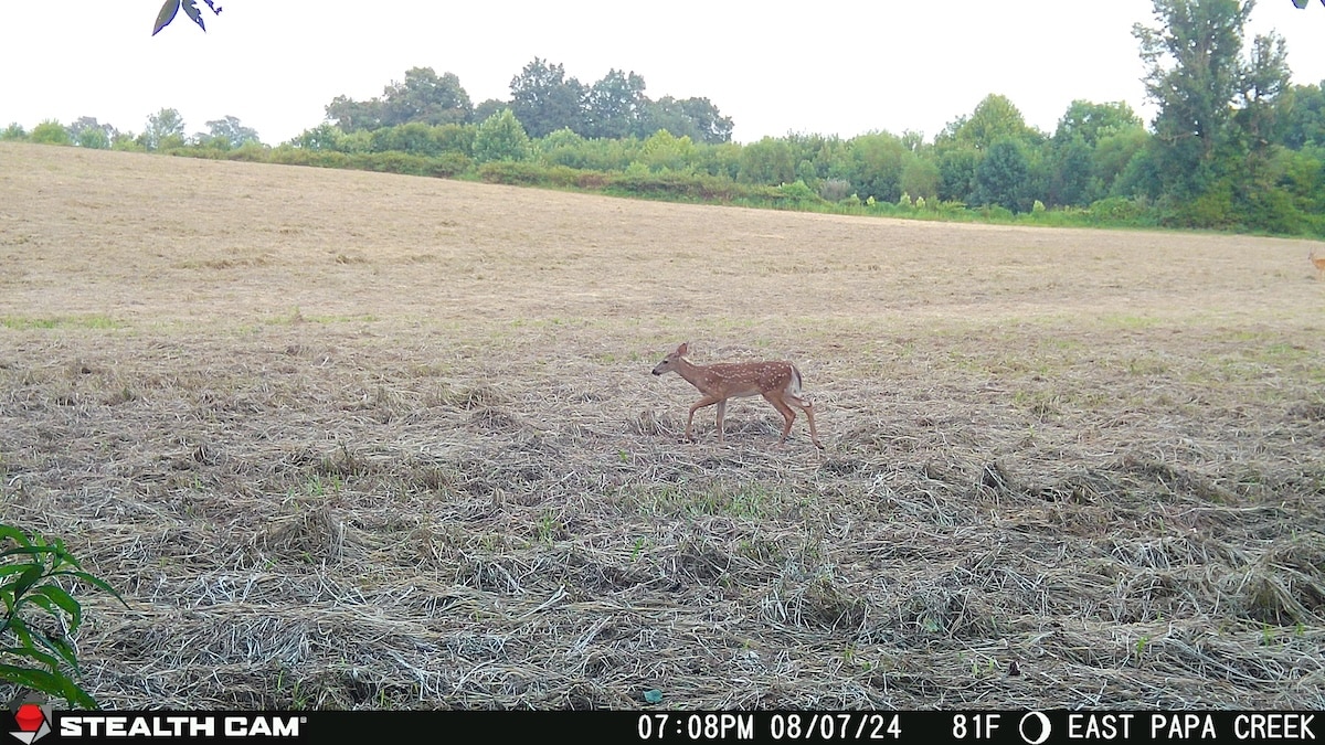 Summertime Predator Hunting Tips