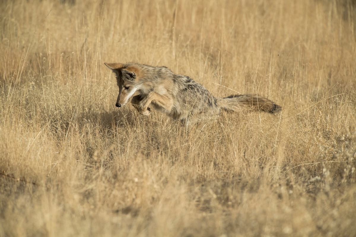 Summertime Predator Hunting Tips