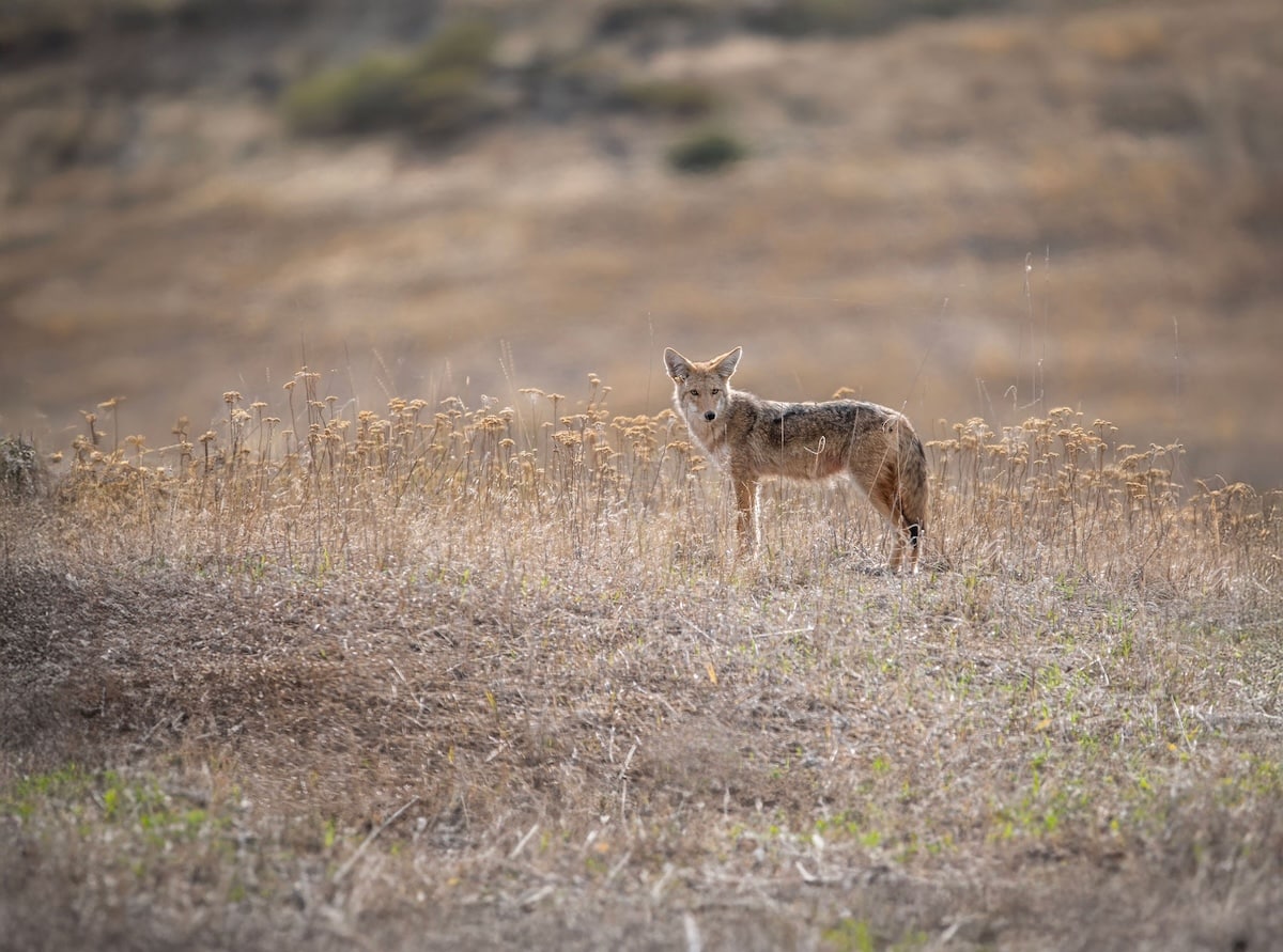 Summertime Predator Hunting Tips