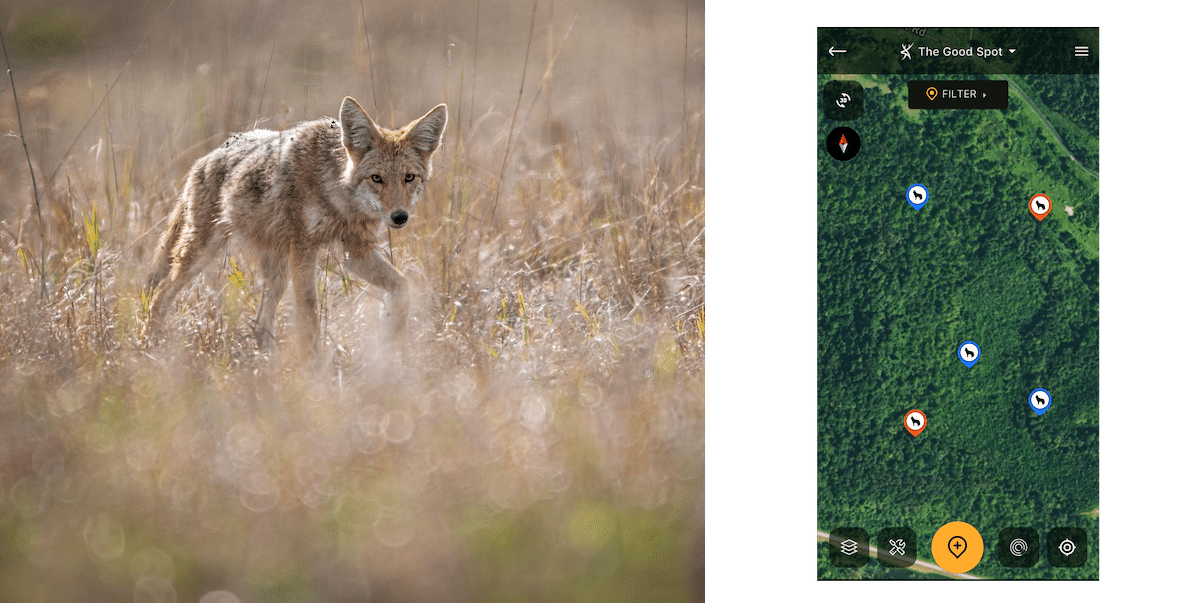 Summertime Predator Hunting Tips