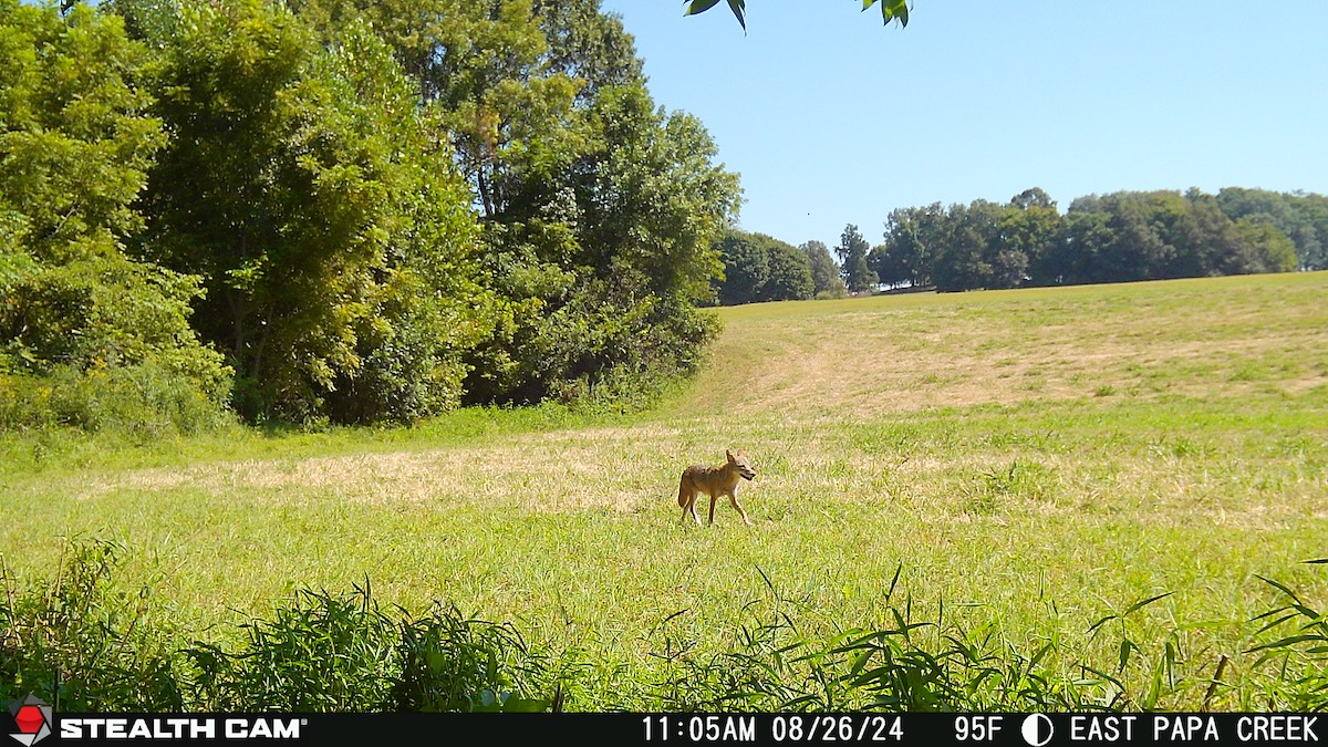 Summertime Predator Hunting Tips