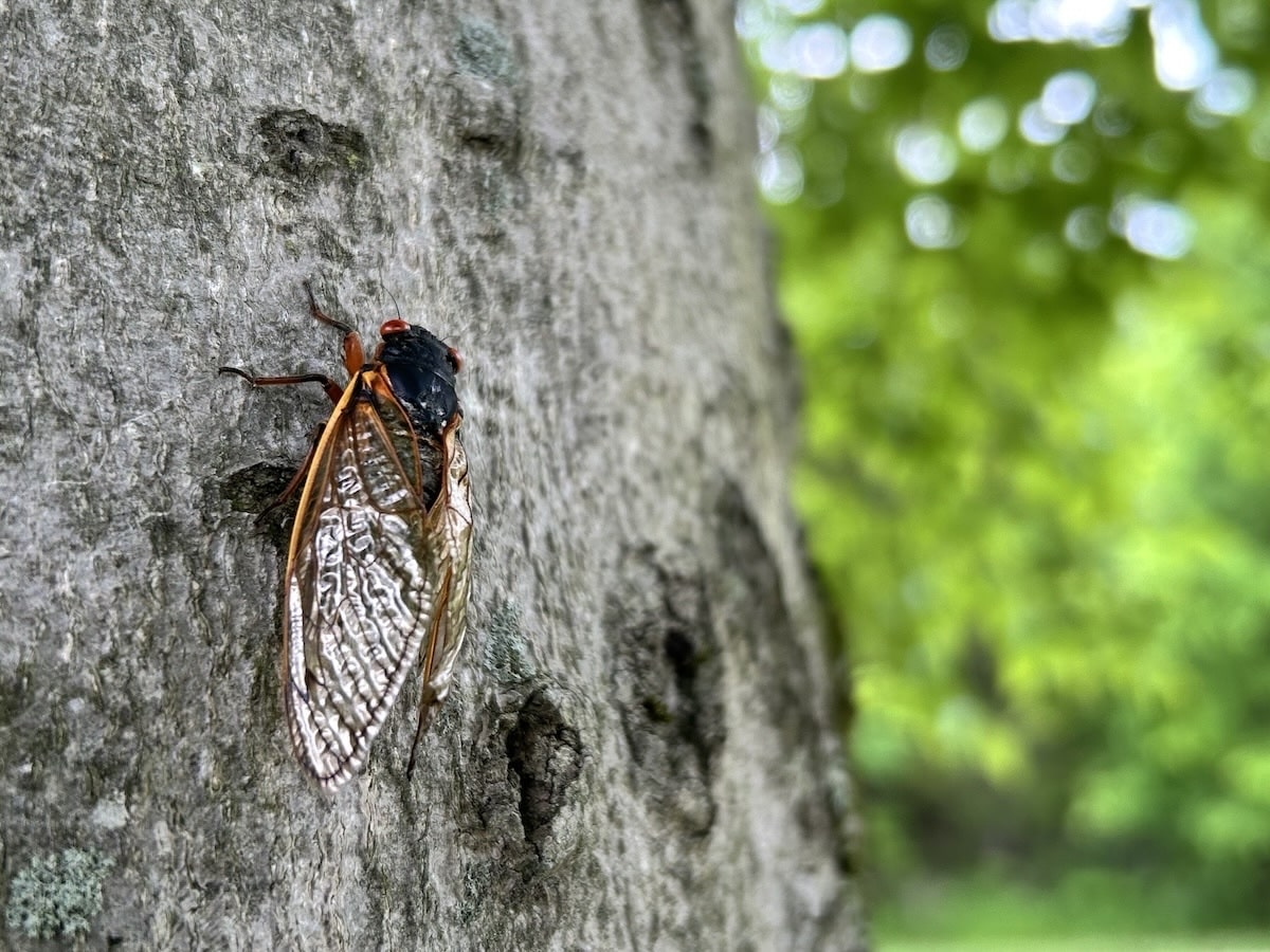 Summertime Predator Hunting Tips