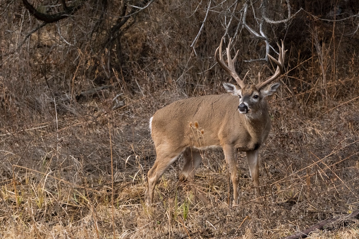 Chart a Buck's Home Range and Core Area