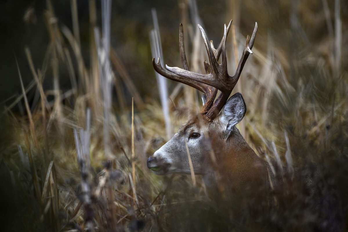 Huntstand Monthly Satellite 2