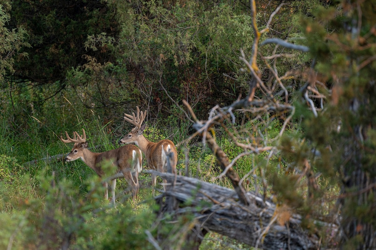 Deer Hunting Problems
