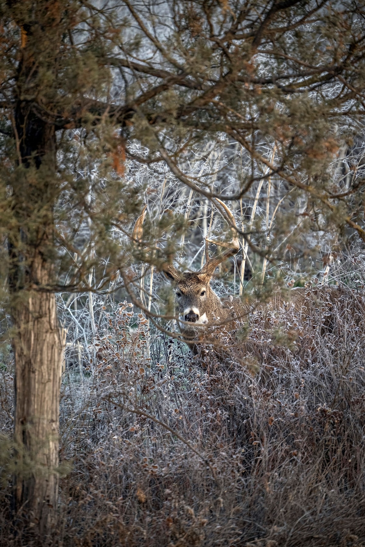 Deer Hunting Problems
