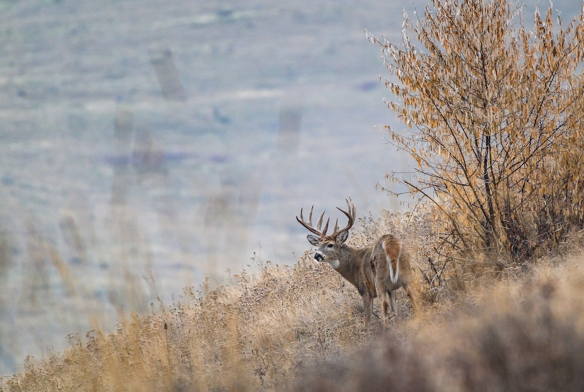 Deer Hunting Problems