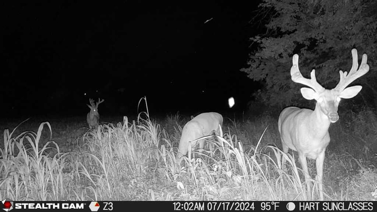Deer Hunting Problems