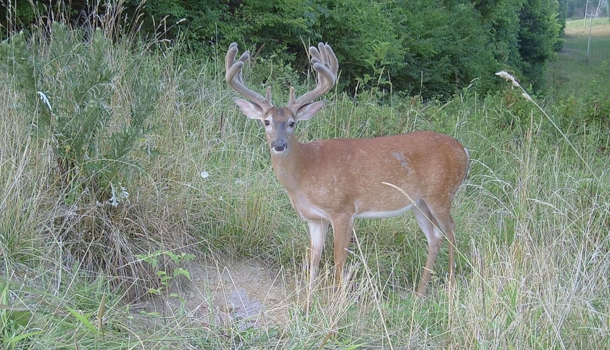 Kentucky Bowhunter Arrows 17-Point Buck