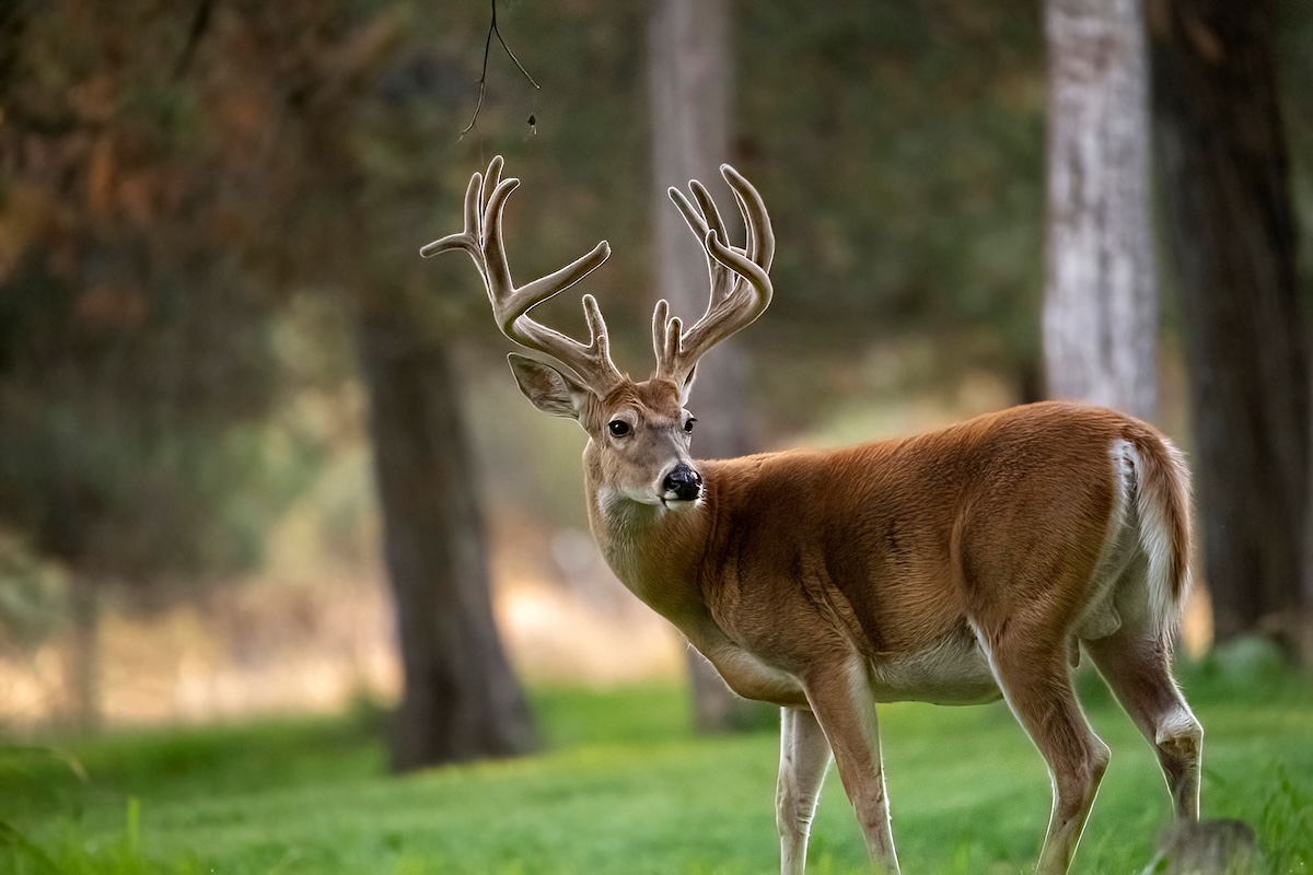 Pre-Season Scouting Guide with HuntStand