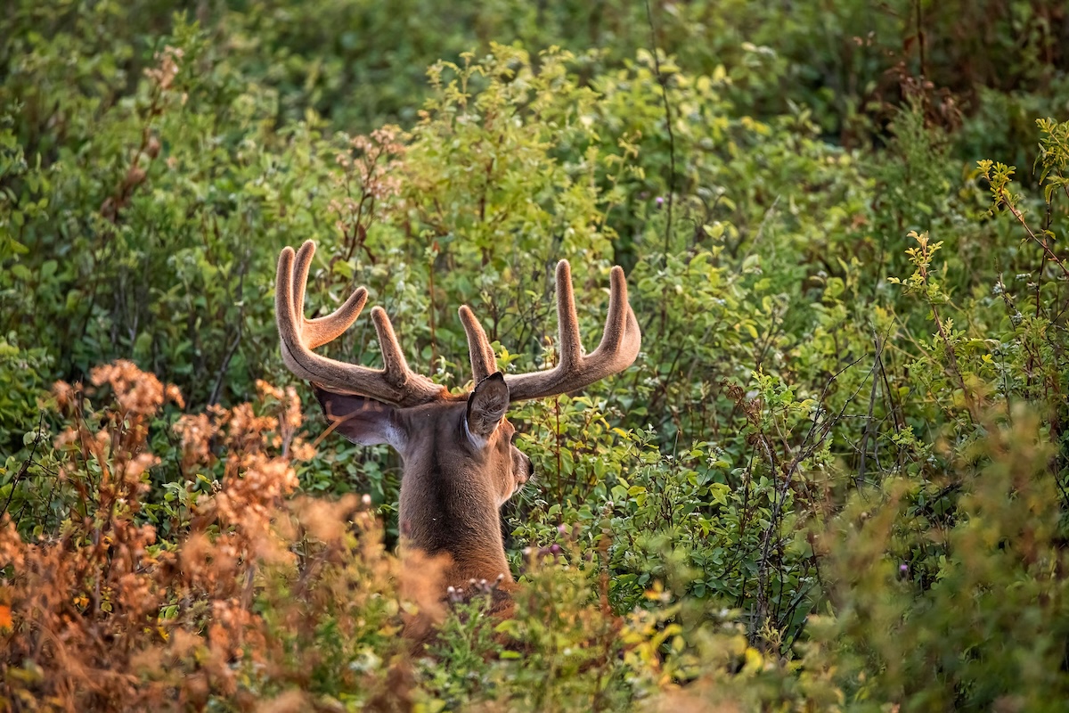 Pre-Season Scouting Guide with HuntStand