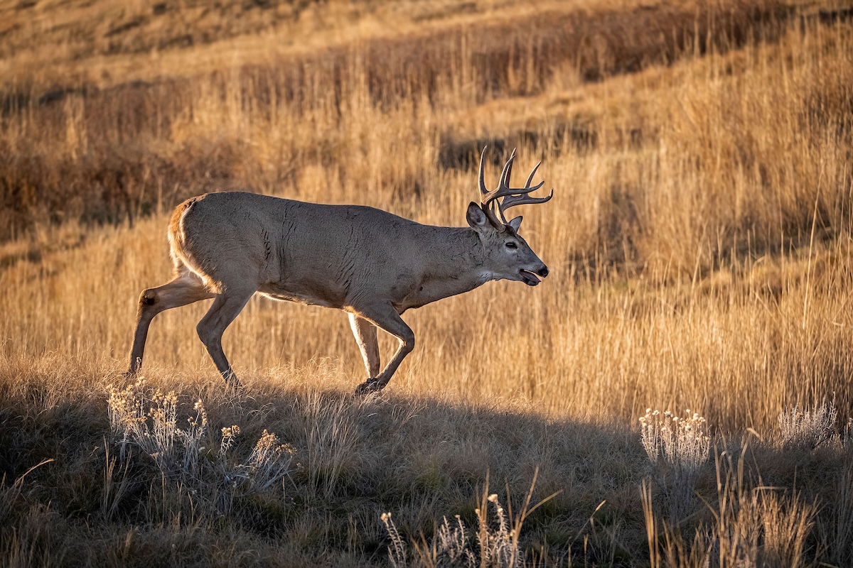 Huntstand Public Land Rating
