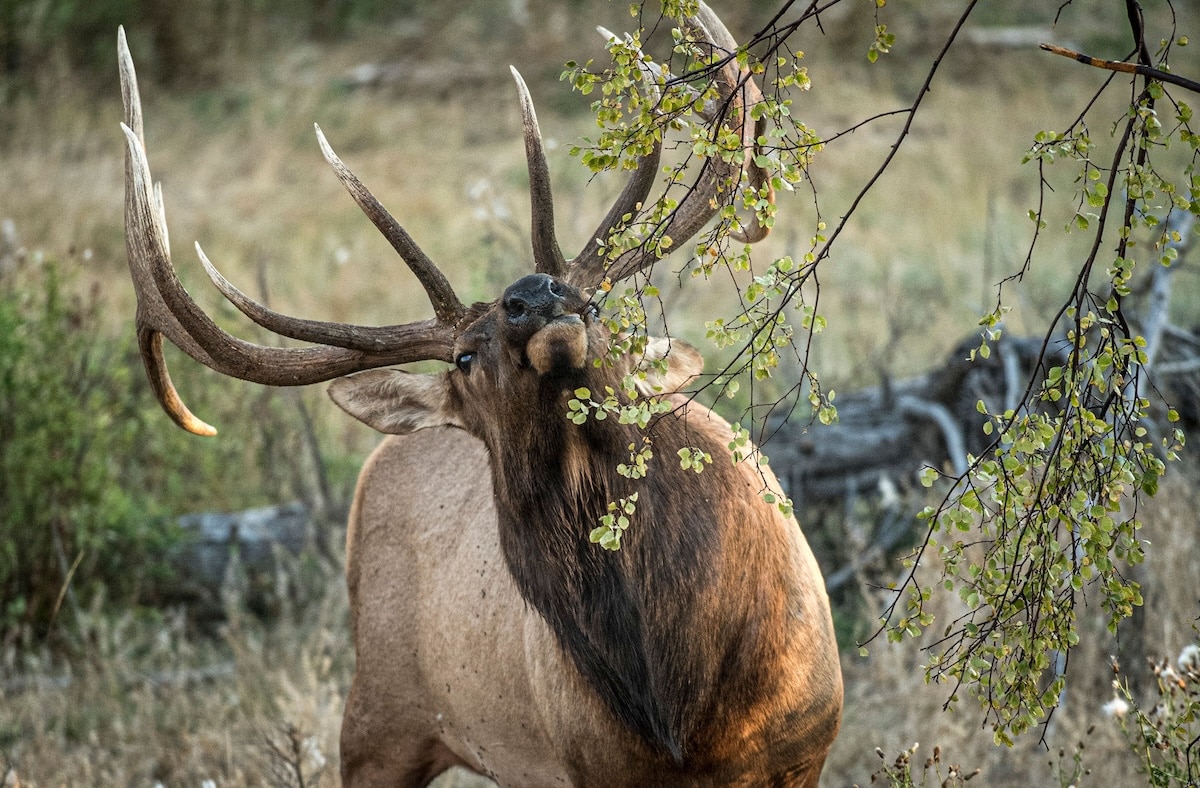 Best Days for Your Elk Hunting Vacation