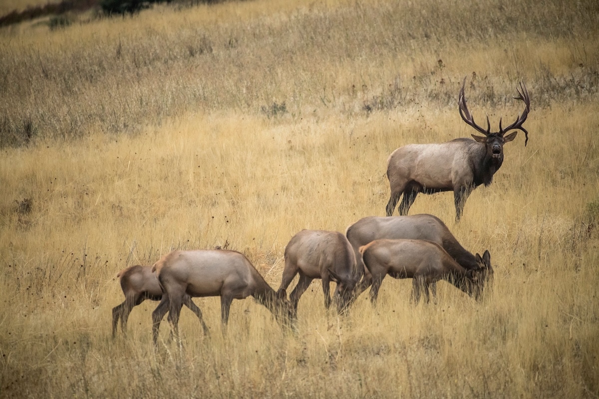 Best Days for Your Elk Hunting Vacation