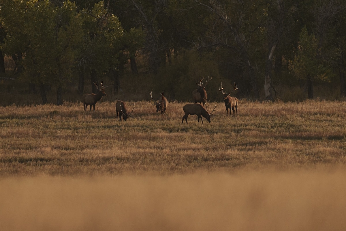 Best Days for Your Elk Hunting Vacation
