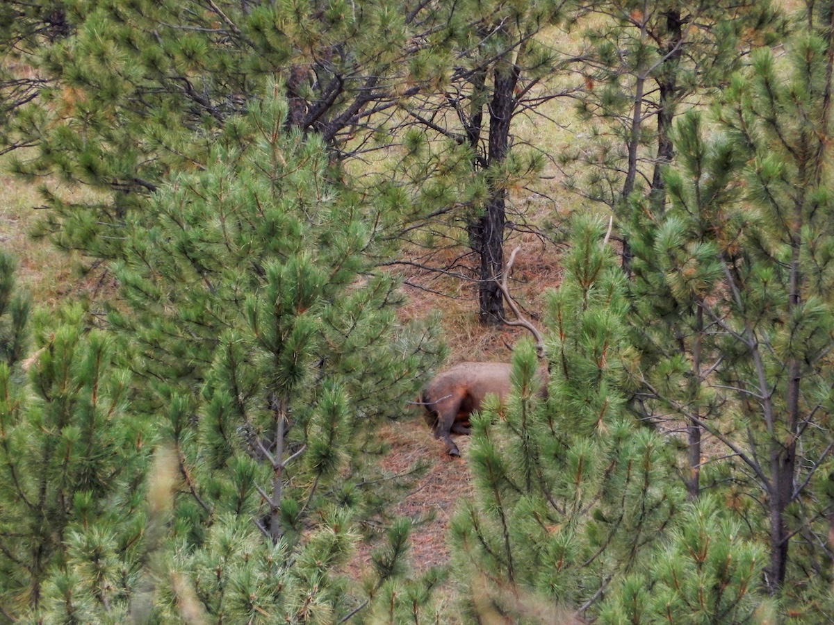 Terrain Features Elk Can’t Resist