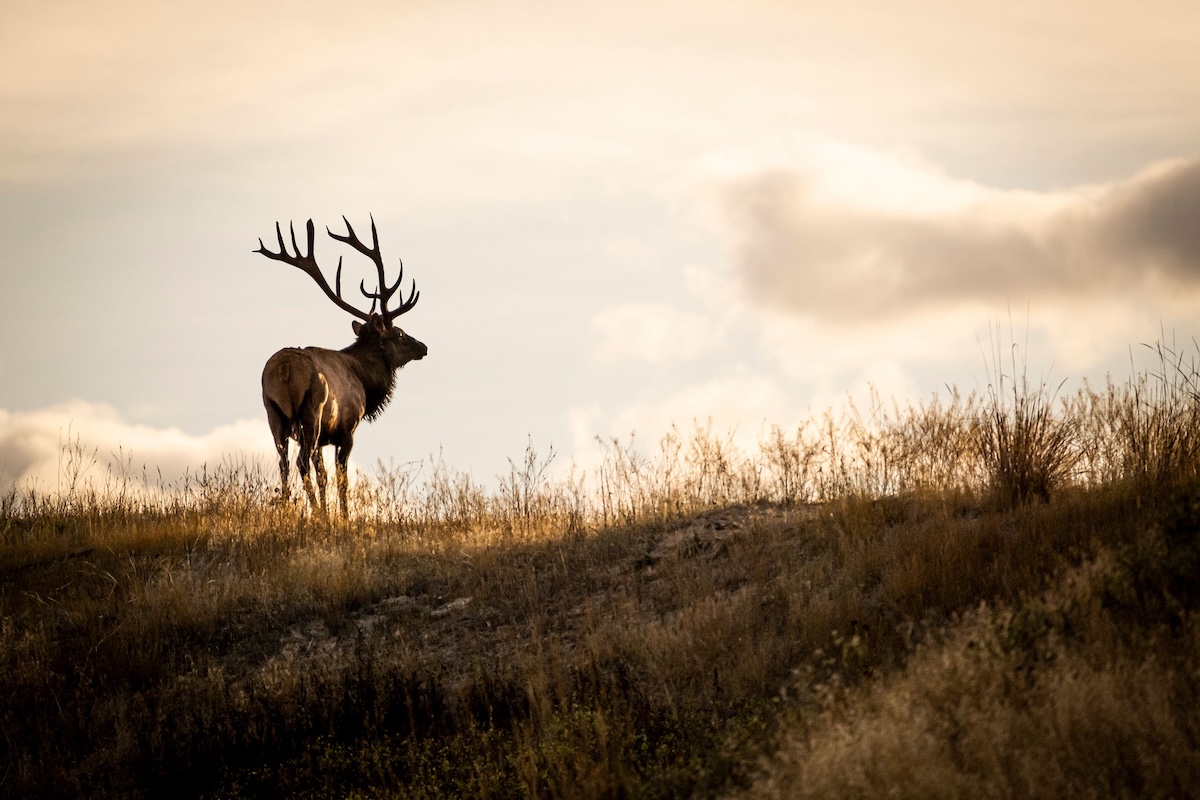 Terrain Features Elk Can’t Resist