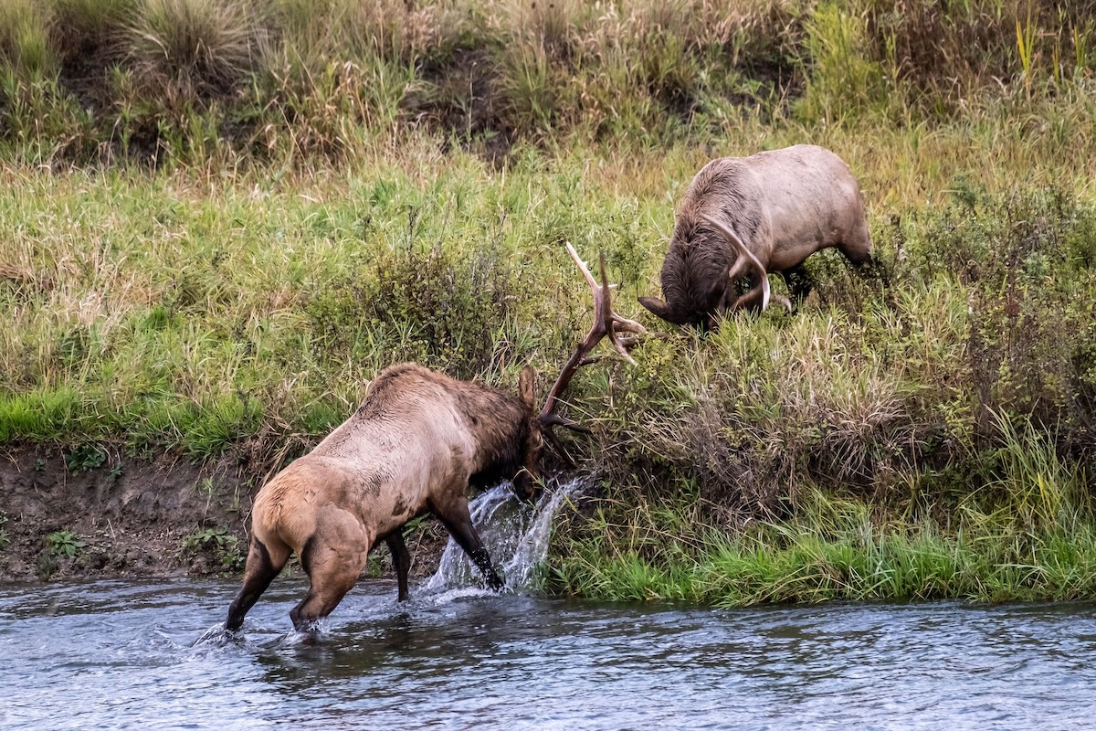 Terrain Features Elk Can’t Resist