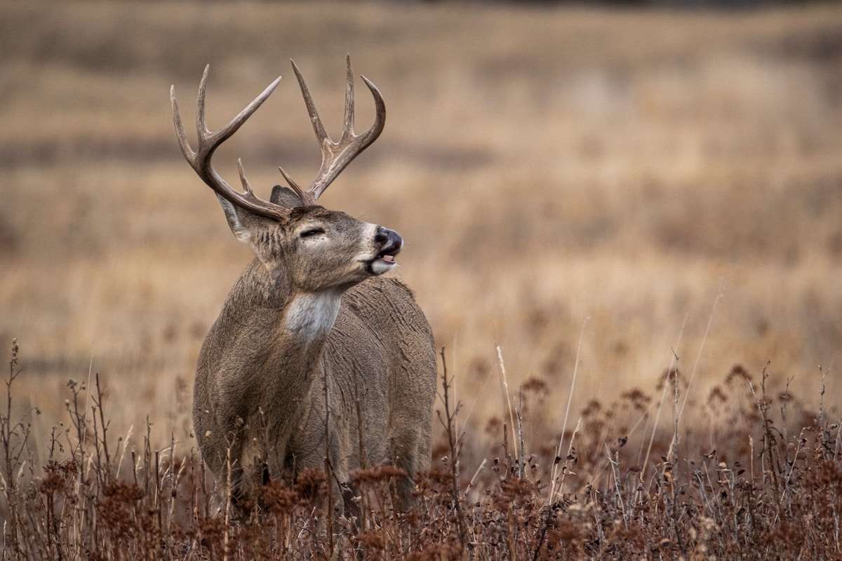 Find Better Deer Stand Sites