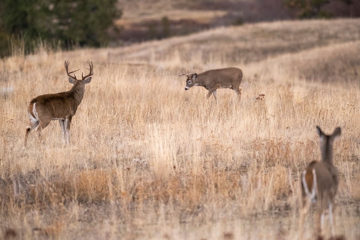 Find Better Deer Stand Sites