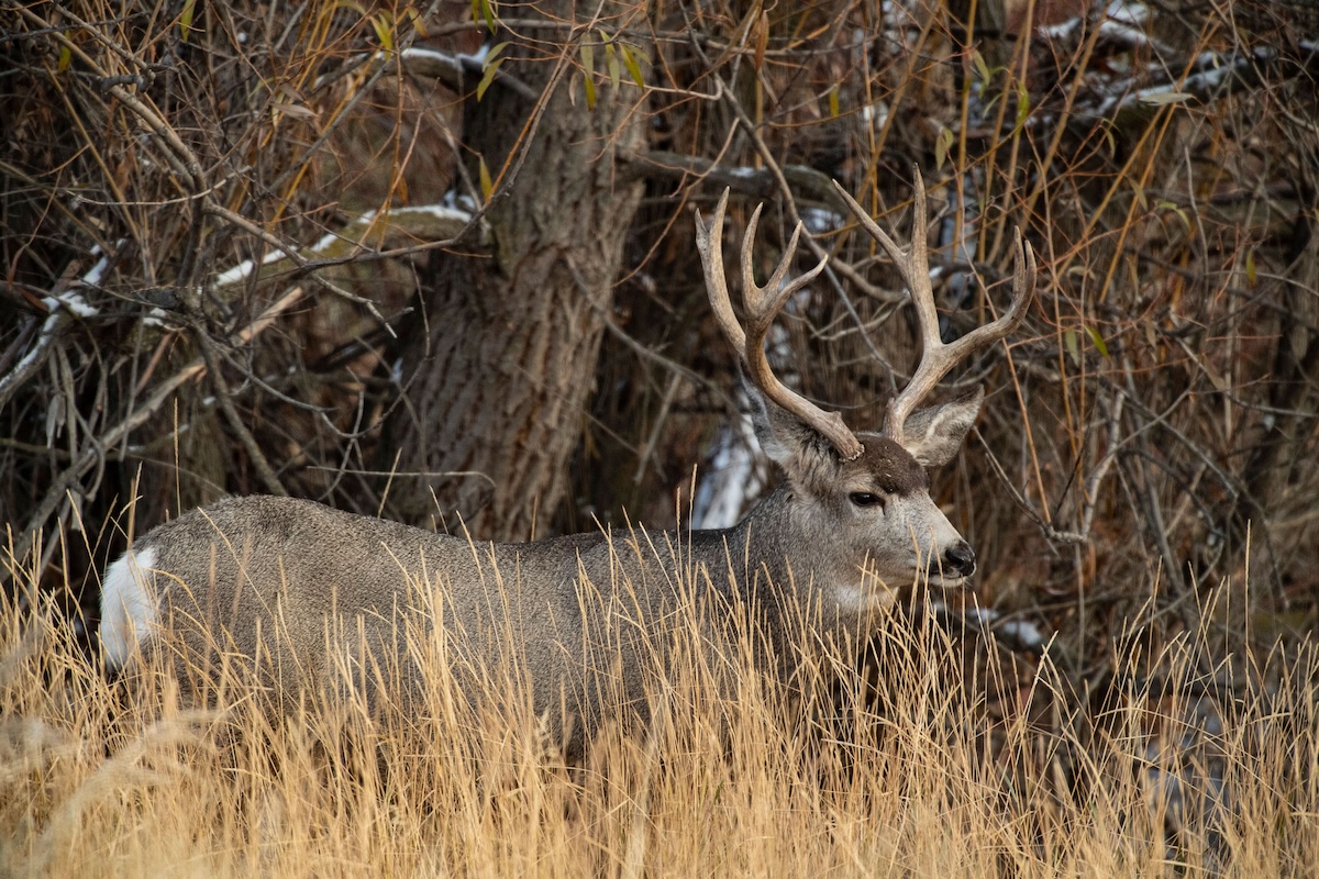 How to Hunt Mule Deer