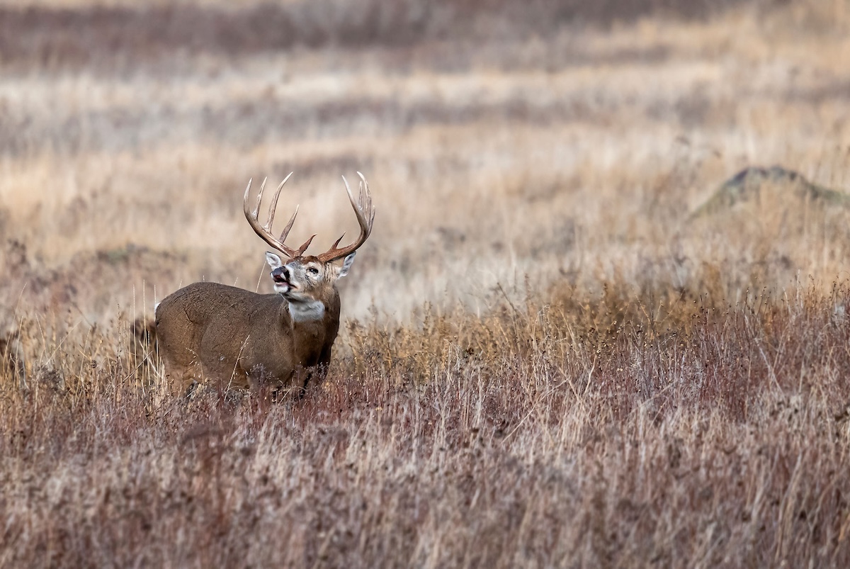 Killer Gun Season Strategies